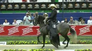 CENIZO DE VILLA ESTONIA, CAMPEON JOVEN TROCHA COLOMBIANA  COPA ANTIOQUIA GRADO A 2025