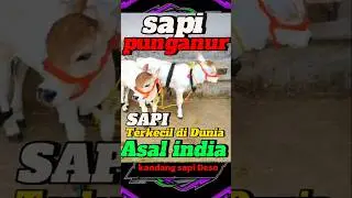 🔴SAPI LUCU||PUNGANUR,|| SAPI TERKECIL DI DUNIA||asal India🔴🔴#sapi #sapilucu #cow