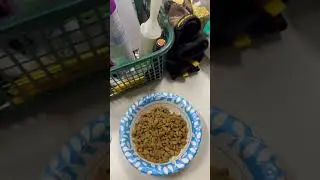 Тигра, приёмный кот-тигр 🐈🩶, в моём гараже! Присоединяйтесь ко мне, чтобы проверить, как он себя ...