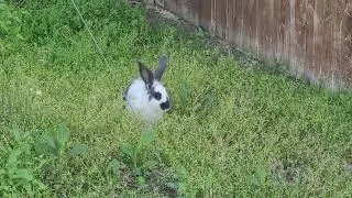 Backyard bunny @victorwelchzzz