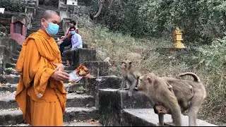Monks Feeding Cake Monkeys At Sampov Mountain,Battambang