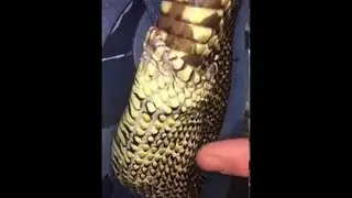 Snake Trying to Eat Itself Whole || ViralHog