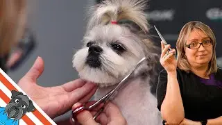 Shih Tzu dog | Full Grooming Shih Tzu Head