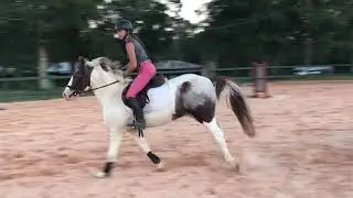 Gizmo XC and Stadium Jumping