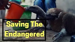Saving the Endangered Long-Billed Vulture | Animal Rescue India | maha. forest department