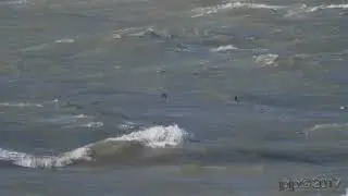 Puffinus puffinus - Manx Shearwater - Noordse Pijlstormvogel
