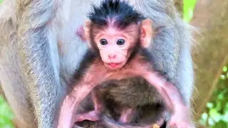Baby Monkey Enjoying a Peaceful Bath | Relaxing Water Moments
