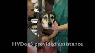 Hudson Valley Dog Sanctuary - from our charity outing on June 1 ....
