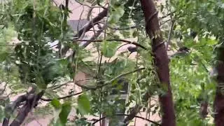 Save tree, Save Birds, बेज़ुबान, save tree save birds, #Bhinchar,Bhavya,#भींचर, #sumitabhinchar