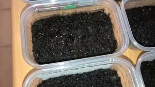 Siembra de helechos arbóreos