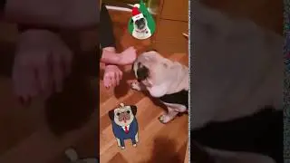 Pug Puppy Tobi Learning Tricks - Funny Cute Animals #Shorts