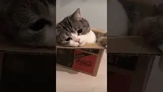 When life gets tough, just hide in a box like a cat. Problem solved 🤪😆