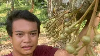 Kebon Duren Hasil Paclo