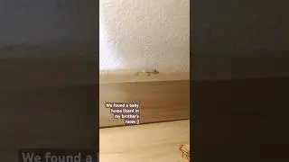 How did a baby house brown lizard was in my brother&rsquo;s room? 🦎 should we&hellip;take care of it?
