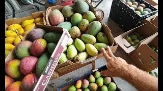 SEARCHING FOR FLORIDA'S BEST MANGO