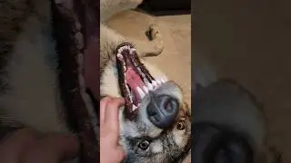 Wiggle Wolf Nose! #wolfdog #wolfpup