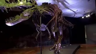 T Rex skeleton sets auction record price