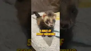 5 Rules of Ferret Parenting #ferret #ferrets #ferretlife