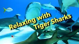 Swimming and Relaxing with Tiger Sharks #shark #sharks #nature #ocean #explore