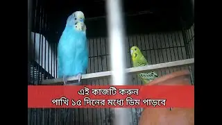বাজরিগার পাখির ডিম না পাড়ার কারণ ও করণীয় , বাজরিগার পাখি পালন