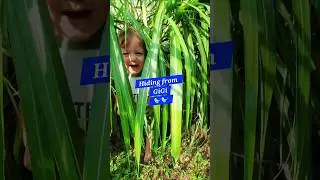 Bro taught them Hide & Seek Now they're hiding from Me #OrnamentalGrass #garden #family #Fun #Shorts
