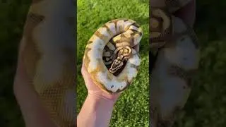 Firefly Enchi Sugar Ball Python soaking up the sun! ☀️
