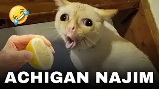 NAJIM PUBG O’YNAB JINNI BO’LIB QOLDIMI😂| AZIK BOOM DUBLAJ | PISHAK NAJIM