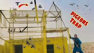 Pigeons Trap 🪤 kr lie🥰 Easy pigeon trap in House🥳