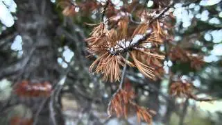 Bark beetle outbreak in Methow Valley
