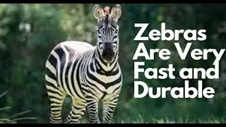 15 things you didn't know about zebras
