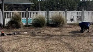 Trimming Pink Muhly grass