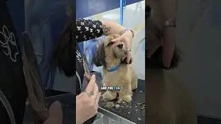 How to clear hair by a dog's lip line with scissors #doggrooming #doggroomingtips