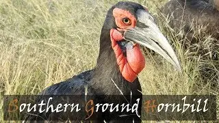Southern Ground Hornbill (Bucorvus leadbeateri) Bird Call | Stories Of The Kruger