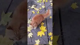 Красивая пушистая кошка #котики #cutecat #funny