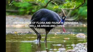 DISTRIBUTION OF FLORA AND FAUNA IN INDONESIA AS WELL AS AREAS AND TYPES
