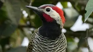 Black-necked Woodpecker (Colaptes atricollis) endemic to Peru
