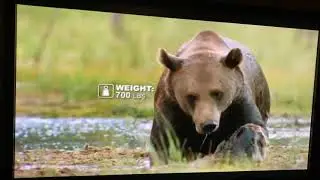 Animal Fight night: wolves vs bear!