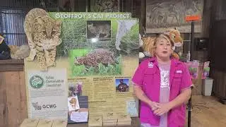 Geoffrey Cats at Untamed Mountain