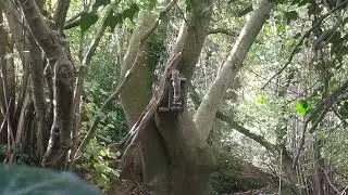 Yorkshire squirrel control
