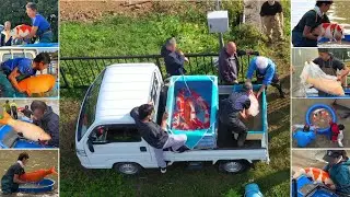 JUMBO KOI TRIP, BEST COMPILATION of JUMBO KOI FISH HARVEST in the BIRTH-PLACE of NISHIKIGOI
