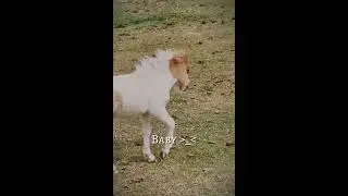 TW! dead animals ( they been treated good before died)