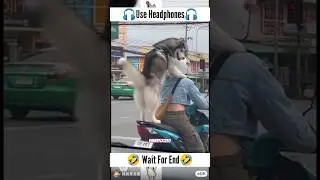 Dog dance #shorts #funny #viral