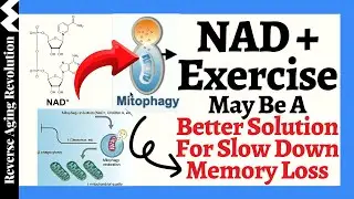 The Science Behind WHY Raise NAD+ Level May SLOW DOWN Memory Loss