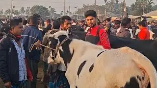 শীতে পালন উপযোগী ক্রস ষাঁড় বাজার দর জানুন | সবচেয়ে বড় হাট নকলা বাইপাস 