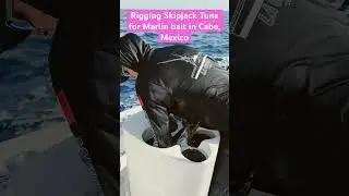How To Rig Skipjack Tuna | Live Bait | Marlin Fishing | Cabo