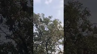 fruit bats or Megachiroptera on tree.