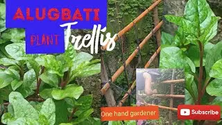 ALUGBATI Plant-Malabar Spinach/How to make trellis with one hand/ zombie plantita/