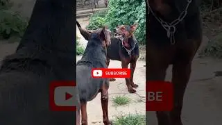 The same breed of dogs are fighting among themselves🔥😡😡 #viral #pitbull #guardog #dogbreed #mastiff