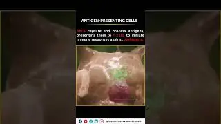Understanding Antigen Presenting Cells: The Immune System's Key Defenders