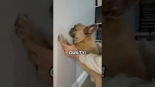 Anyone got bail money? 🙏 #dogs #dogparents #guilty  #comedy #frenchie